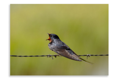 Bird on the Wire swallow bird