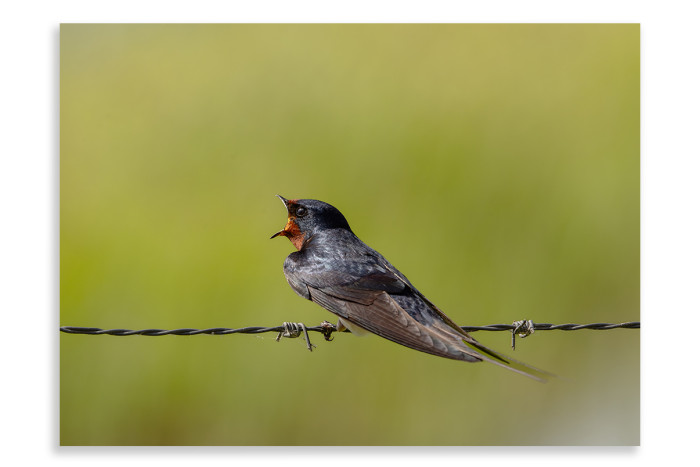 Bird on the Wire swallow bird