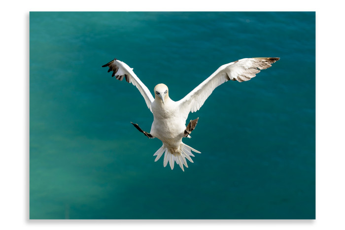 Graceful Landing - Gannet