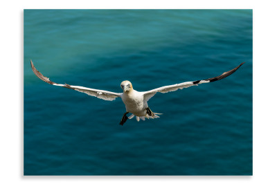Gannet Focuses on its landing