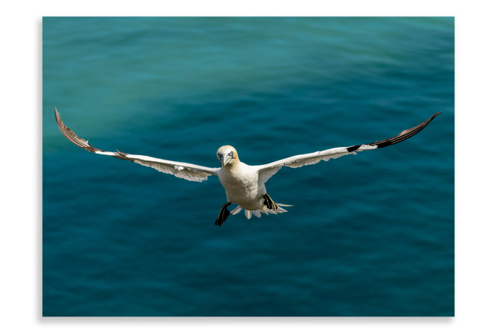 Gannet Focuses on its landing