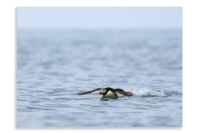 Puffin in Flight Over Water