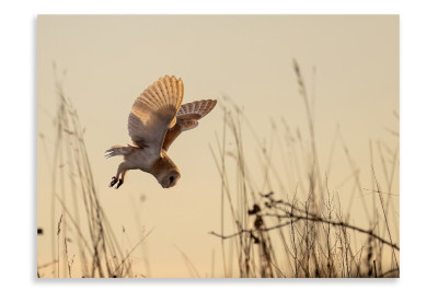 Barn Owl Hunting