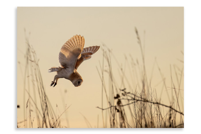 Barn Owl Hunting