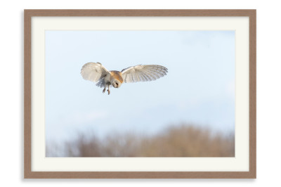 Barn Owl Hunting