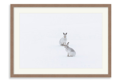 Hares in a Snowy Landscape