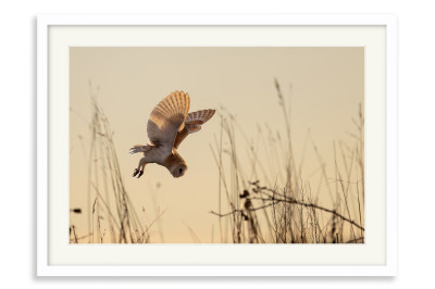 Barn Owl Hunting