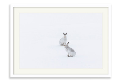 Hares in a Snowy Landscape