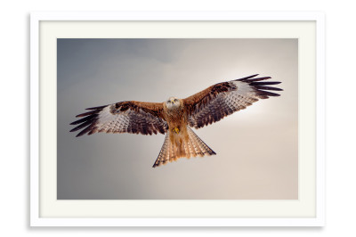 Winter's Red kite