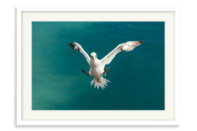 Graceful Landing - Gannet