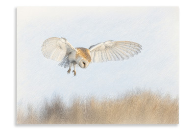 Flight of the Barn Owl - Artistic