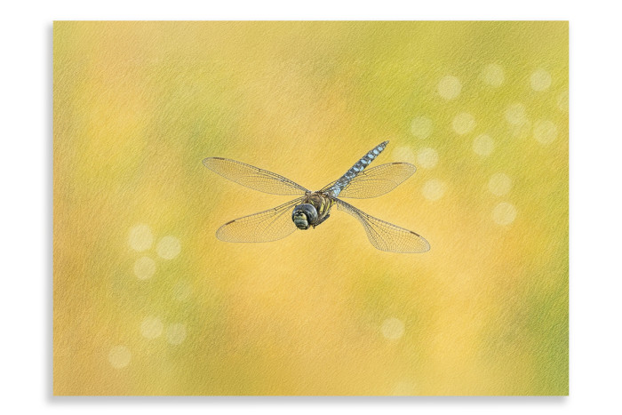 Common Hawker - Artistic