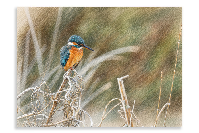 Winter Fishing- Artistic