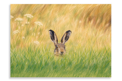 Peek-a-Boo Brown Hare - Artistic