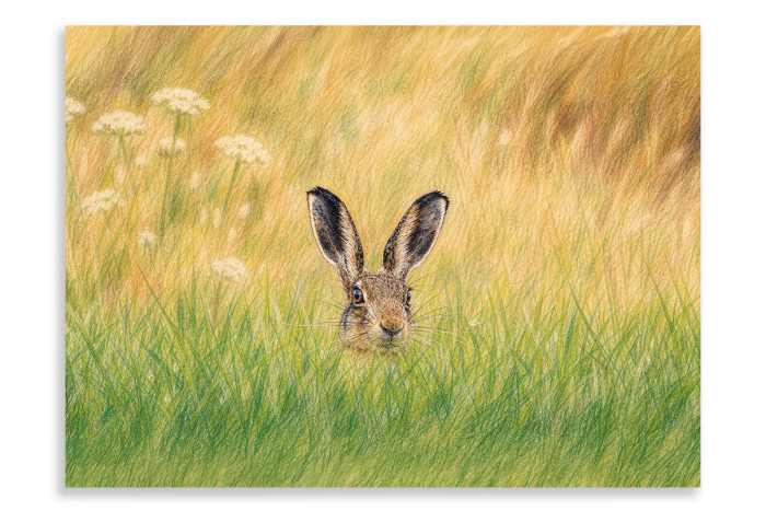 Peek-a-Boo Brown Hare - Artistic