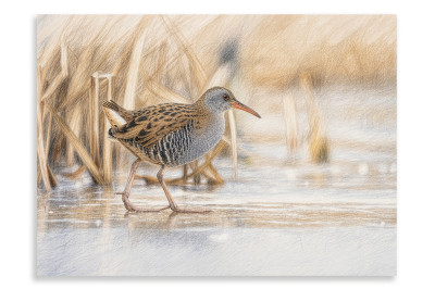 Water Rail - A Winter's Crossing- Artistic