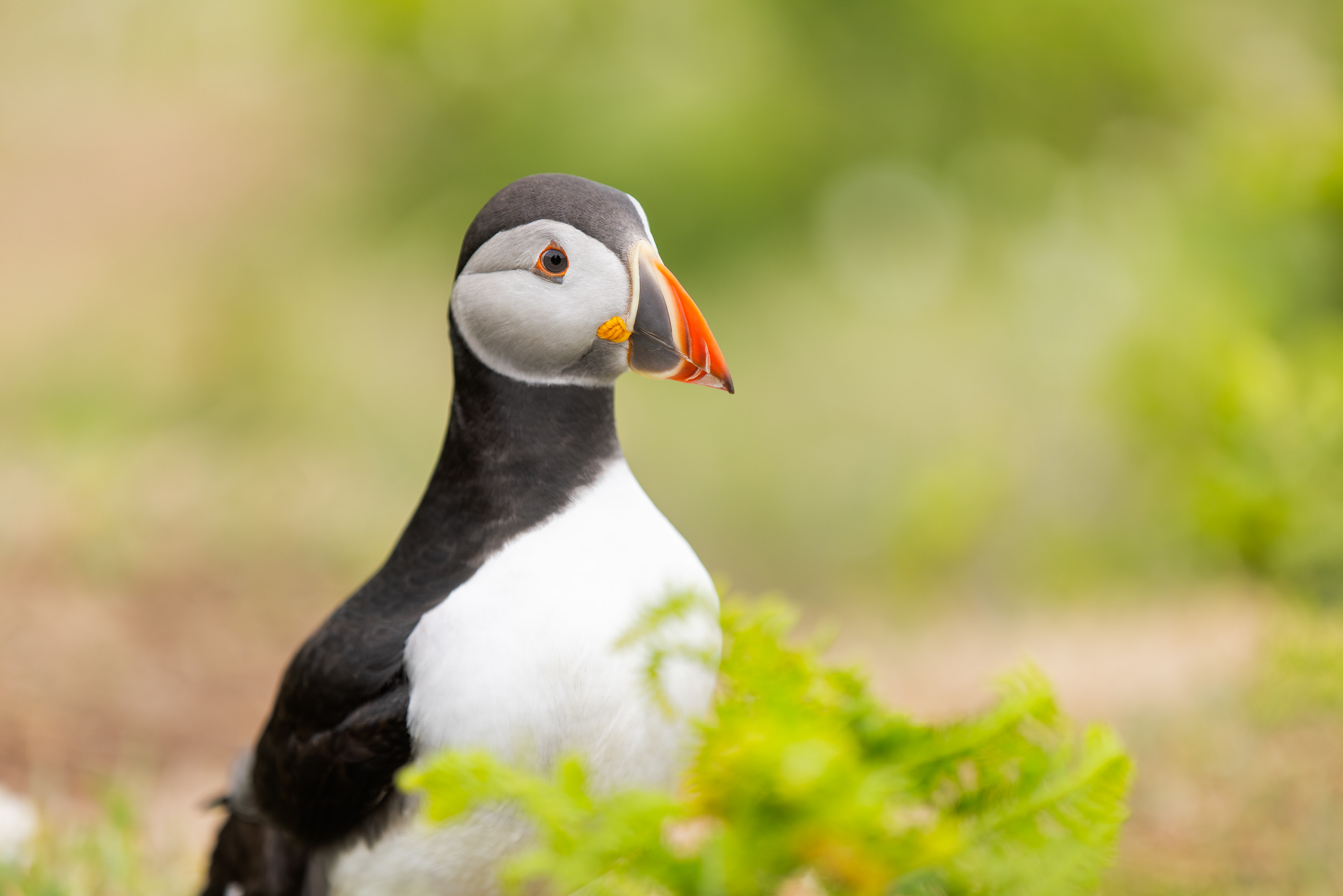 Skomer island puffin 
