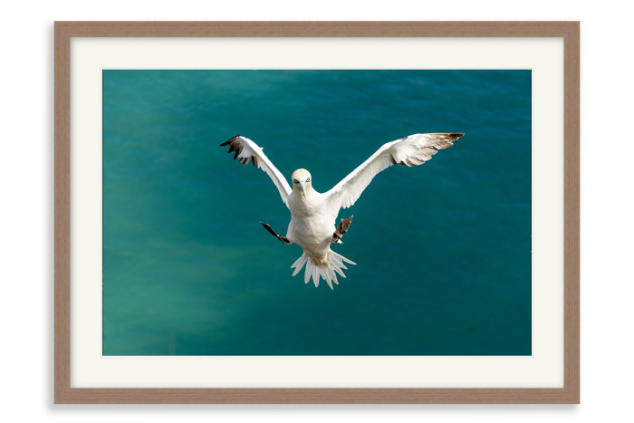 Walnut Frame  A4 -  21 x 29.7 cm (+£130.00)