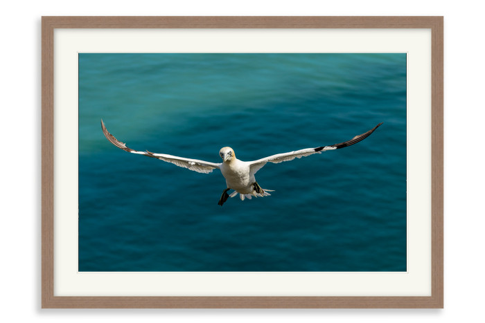 Walnut Frame A3+ - 32.9 x 48.3 cm (+£232.00)