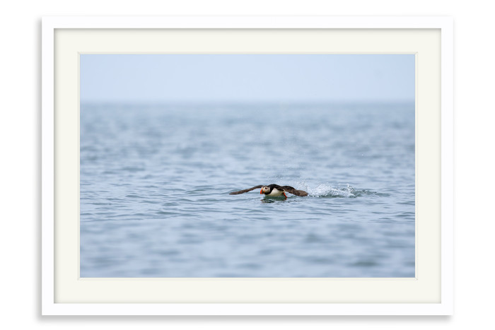 White Frame A4 -  21 x 29.7 cm (+£125.00)