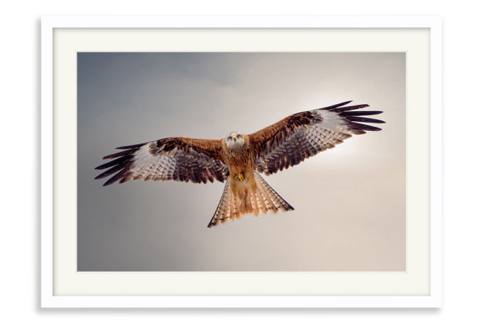 White Frame A3+ - 32.9 x 48.3 cm (+£220.00)