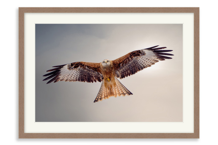 Walnut Frame A3+ - 32.9 x 48.3 cm (+£232.00)
